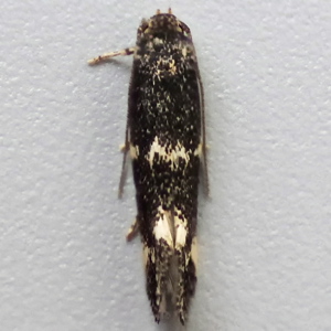 Image of Black-headed Dwarf - Elachista atricomella