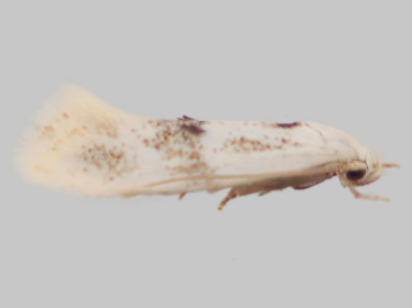 Left profile - 2