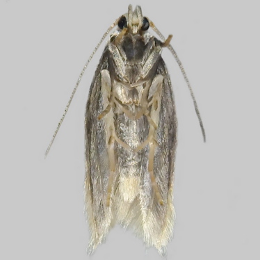 Alternate view