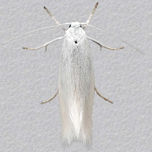 Image of Swan-feather Dwarf - Elachista argentella