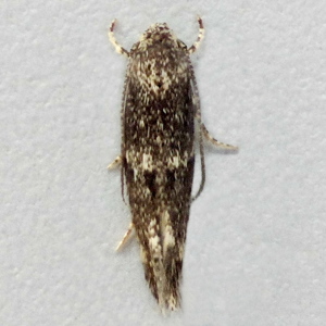 Image of Broken-barred Dwarf - Elachista freyerella*