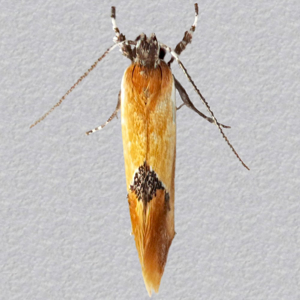 Image of Lesser Tawny Tubic - Batia lunaris*