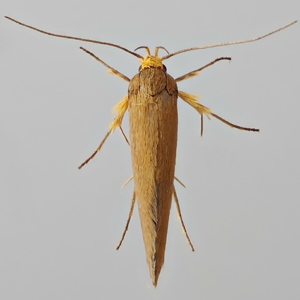 Image of Brown Bark Moth - Crassa unitella