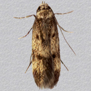 Image of Dingy Concealer - Borkhausenia fuscescens