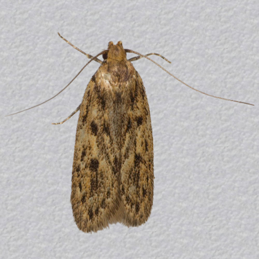 Top - 5