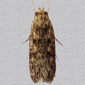 Image of Brown House Moth - Hofmannophila pseudospretella