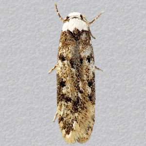 Image of White-shouldered House Moth - Endrosis sarcitrella