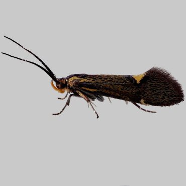 Picture of Sulphur Tubic - Esperia sulphurella (Male)