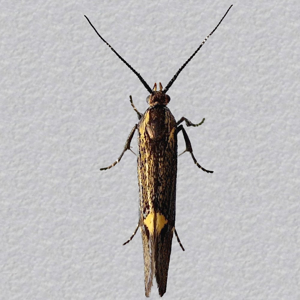 Image of Sulphur Bark Moth - Esperia sulphurella (Male)