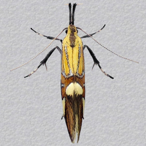 Image of Common Tubic - Alabonia geoffrella