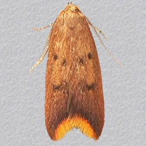 Image of Australian Orange-tip - Tachystola acroxantha