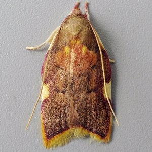 Image of Oak Longhorn - Carcina quercana