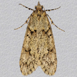 Image of March Tubic - Diurnea fagella