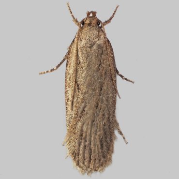 Picture of Dingy Flat-body - Depressaria daucella*