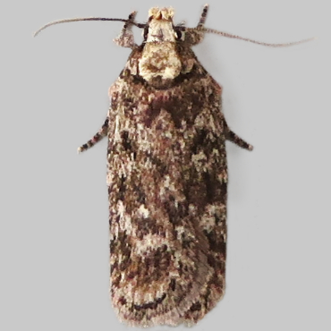 Picture of Carrot Flat-body - Depressaria douglasella