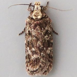 Image of Carrot Flat-body - Depressaria douglasella