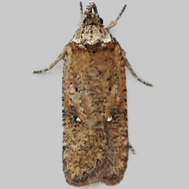 Picture of White-spot Flat-body - Depressaria albipunctella