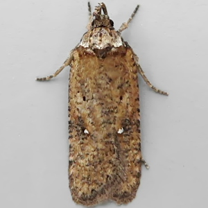 Image of White-spot Flat-body - Depressaria albipunctella