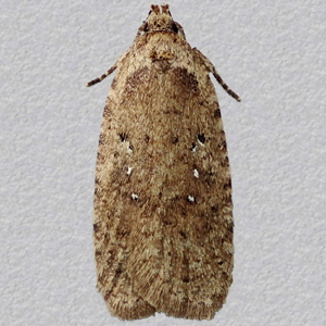 Image of Common Flat-body - Agonopterix heracliana*