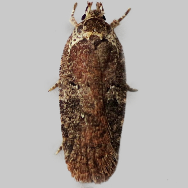 Picture of Small Purple Flat-body - Agonopterix purpurea*