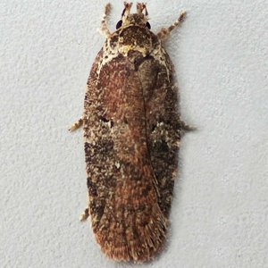 Image of Small Purple Flat-body - Agonopterix purpurea*