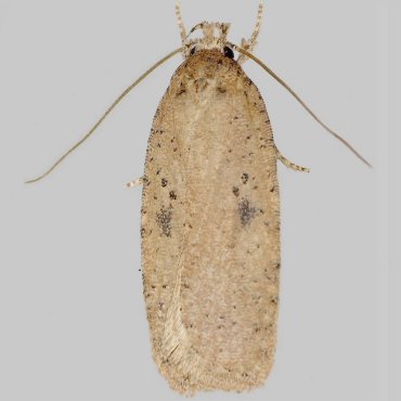 Picture of Ruddy Flat-body - Agonopterix subpropinquella*