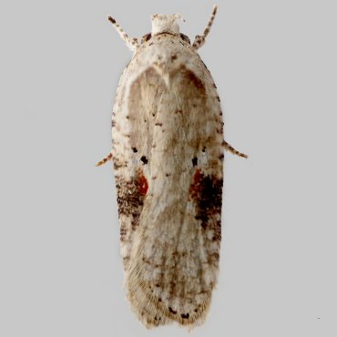 Picture of Brown-spot Flat-body - Agonopterix alstromeriana