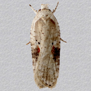 Image of Brown-spot Flat-body - Agonopterix alstromeriana