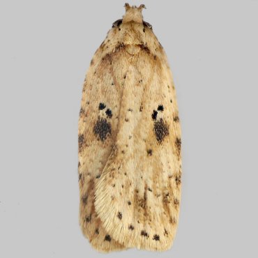 Picture of Brindled Flat-body - Agonopterix arenella