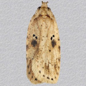 Image of Brindled Flat-body - Agonopterix arenella