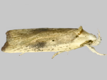 Left profile