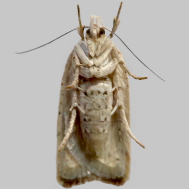 Alternate view