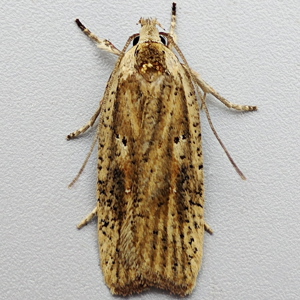 Image of Dark-fringed Flat-body - Agonopterix nervosa