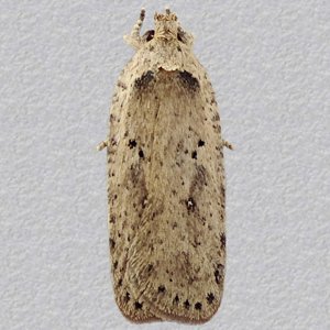 Image of Coastal Flat-body - Agonopterix yeatiana*