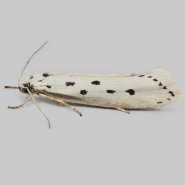 Picture of Five-spot Ermel - Ethmia terminella