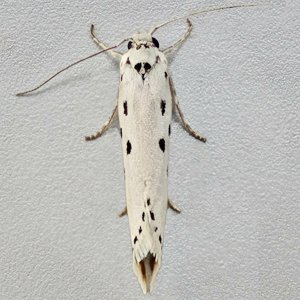 Image of Five-spot Ermel - Ethmia terminella