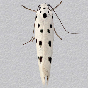 Image of Dotted Ermel - Ethmia dodecea