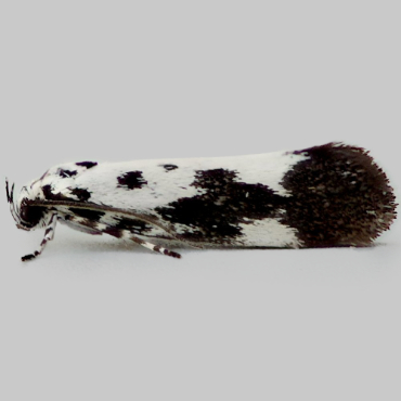 Picture of Comfrey Ermel - Ethmia quadrillella*