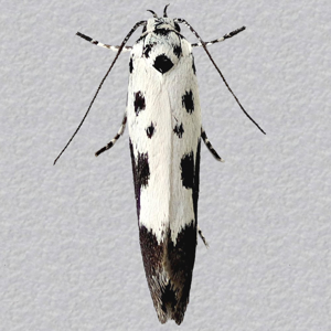 Image of Comfrey Ermel - Ethmia quadrillella*