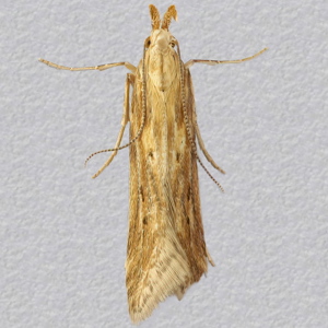 Image of Carline Neb - Metzneria aestivella*