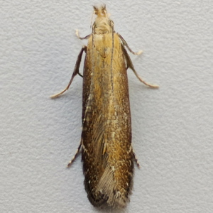 Image of Bracken Neb - Monochroa cytisella*