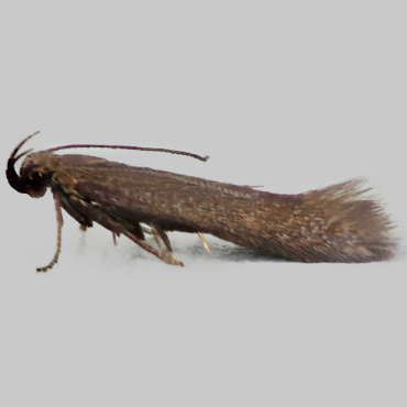 Picture of Unmarked Neb - Oxypteryx unicolorella*