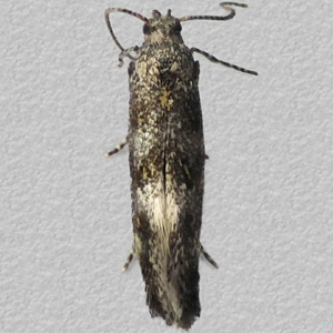 Image of Six-spot Crest - Chrysoesthia sexguttella*