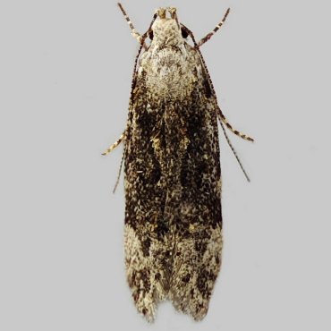 Picture of Elm Groundling - Carpatolechia fugitivella*