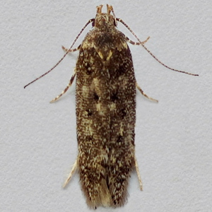 Image of Dark Groundling - Bryotropha affinis*