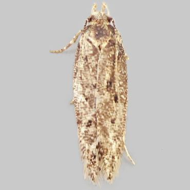 Picture of Dull Red Groundling - Bryotropha senectella*