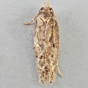 Image of Dull Red Groundling - Bryotropha senectella*