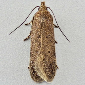 Image of Brown Moss-moth - Bryotropha terrella*