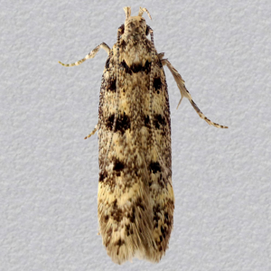 Image of House Moss-moth - Bryotropha domestica