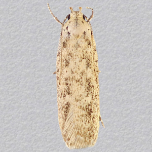 Image of Mallow Groundling - Platyedra subcinerea*